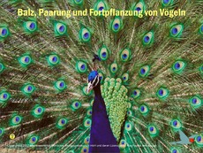 Voegel-Fortpflanzung.pdf